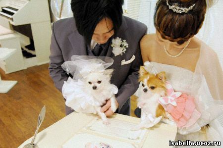 Собака-свидетель на свадьбе